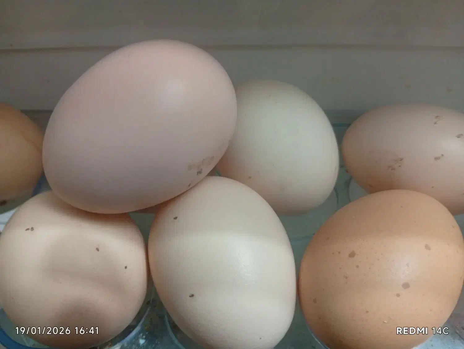 تخم مرغ|خوردنی و آشامیدنی|داران, |دیوار