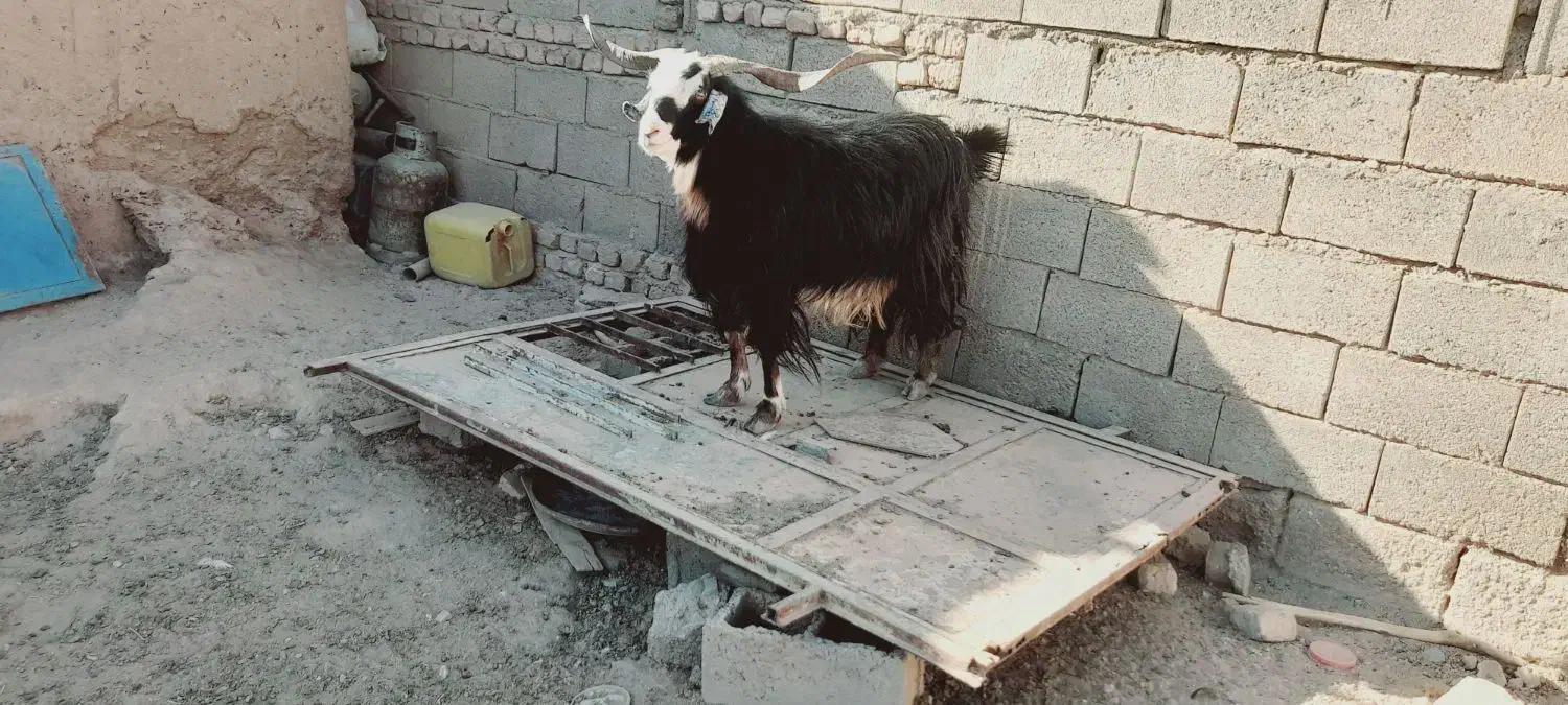 نر بز جوان چاق|حیوانات مزرعه|خواف, |دیوار