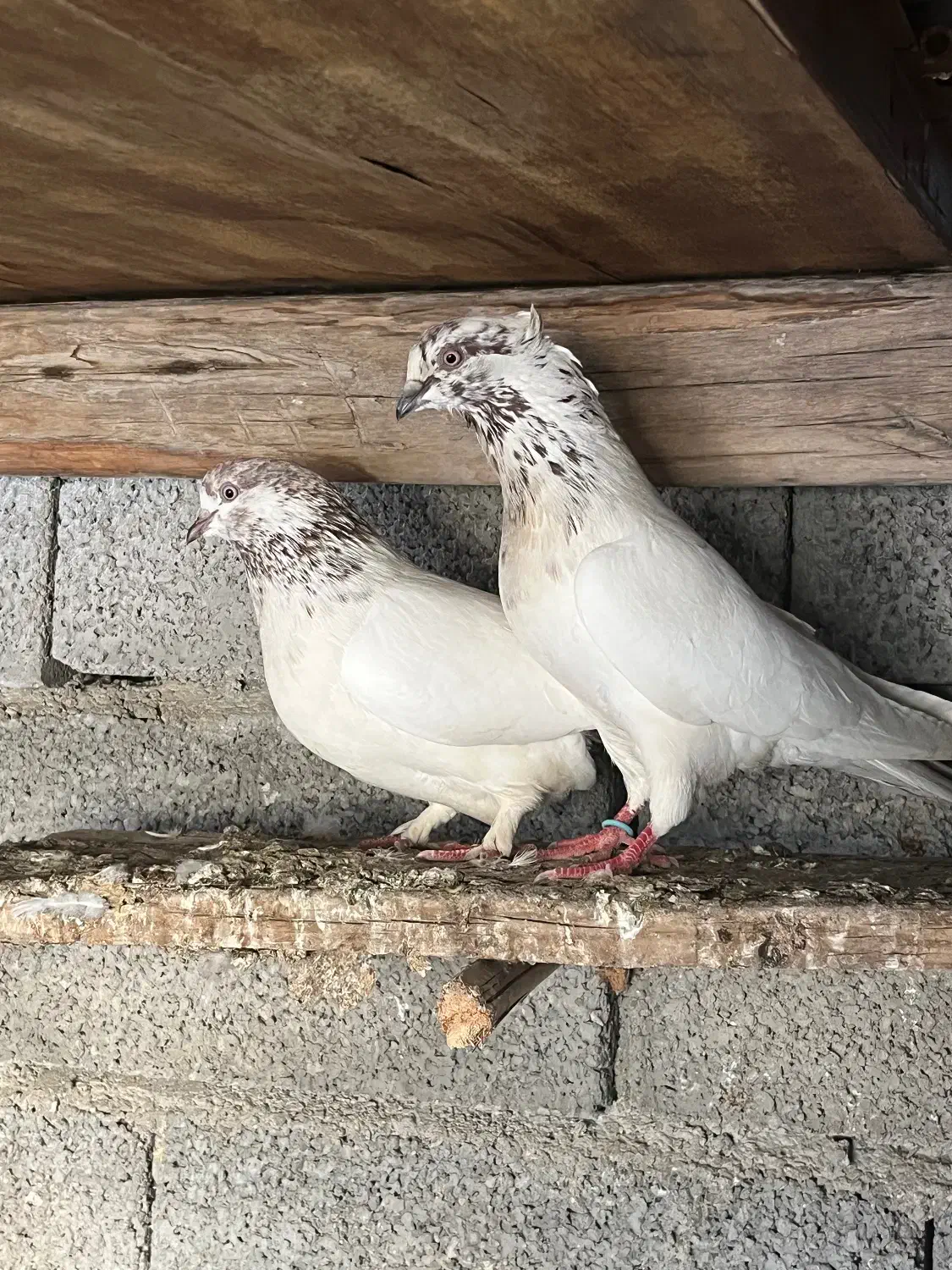 کفتر|پرنده|تهران, منیریه|دیوار