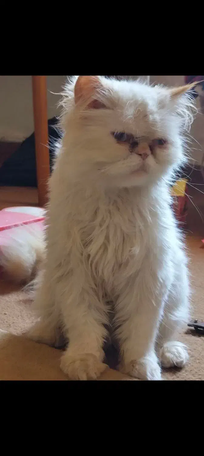 گربه گمشده نژادش پرشین رنگ چشم ابی رنگش سفید|گربه|سیرجان, |دیوار