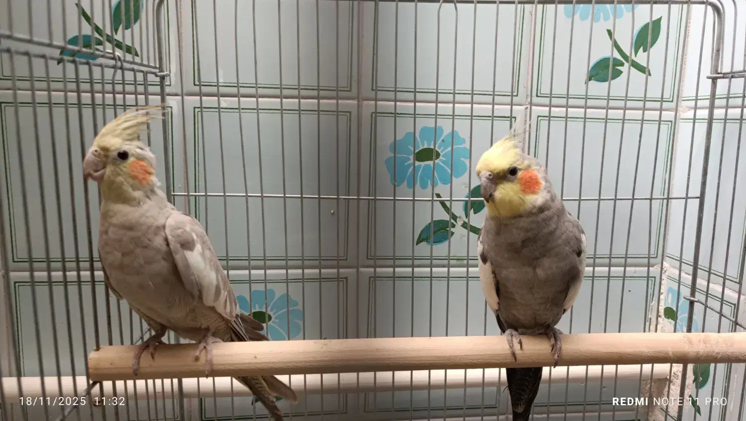 عروس هلندی|پرنده|تاکستان, |دیوار