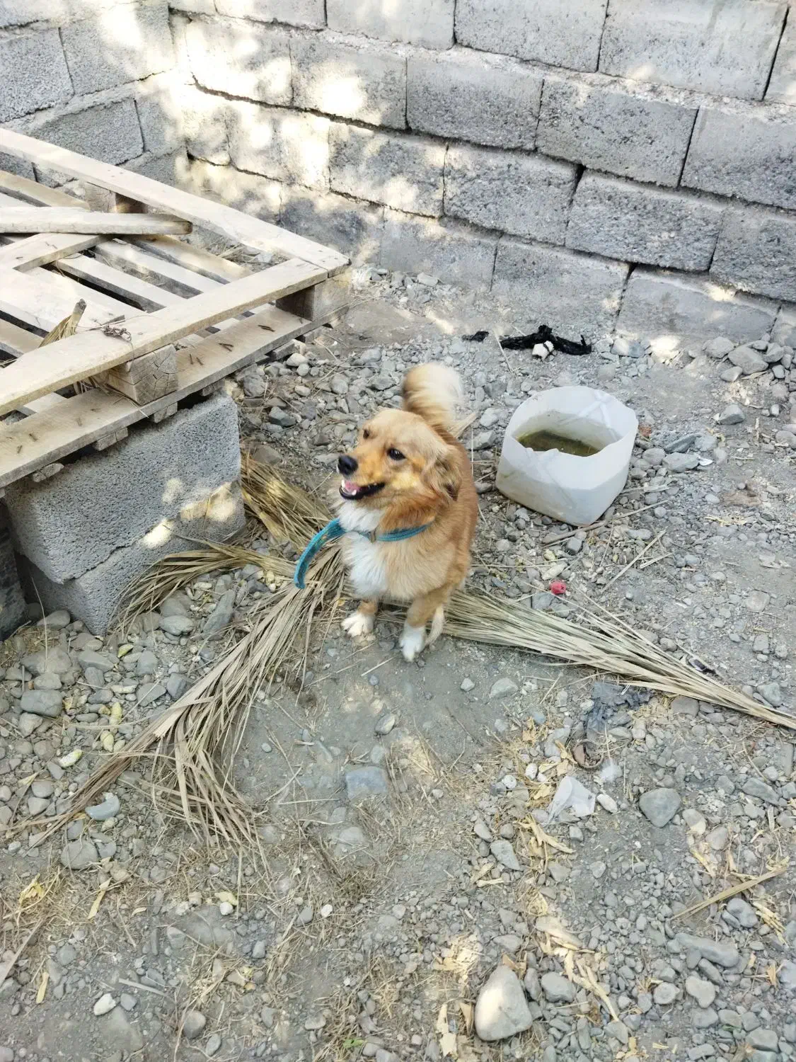 سلام فروش سگ باهوش|سگ|جیرفت, |دیوار