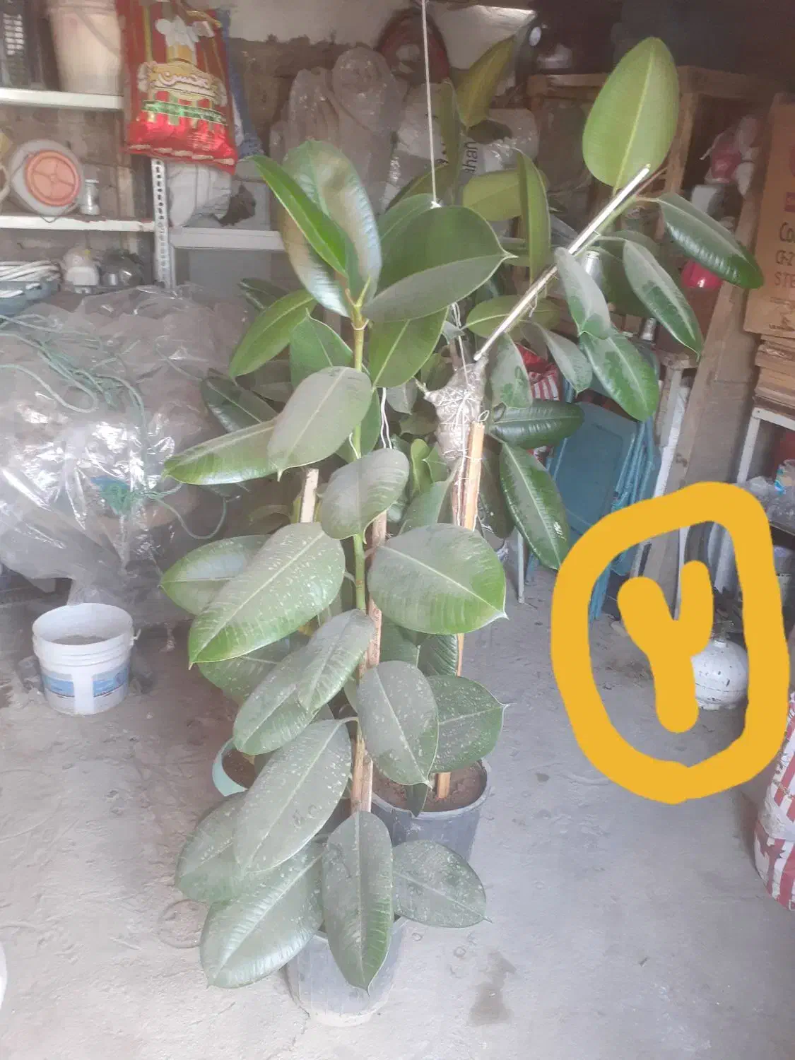 گل فیکوس|گل و گیاه طبیعی|زنجان, |دیوار