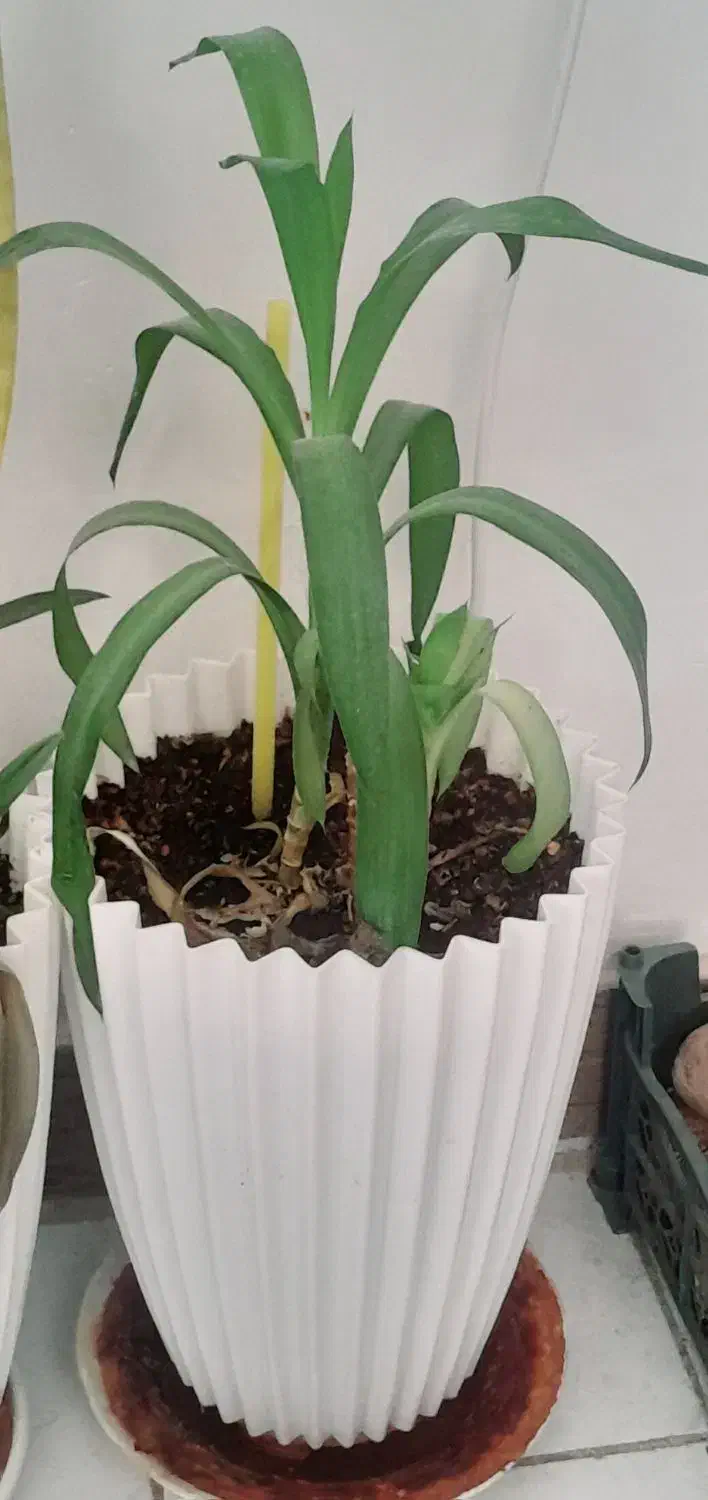 گل آپارتمانی|گل و گیاه طبیعی|کرمانشاه, |دیوار