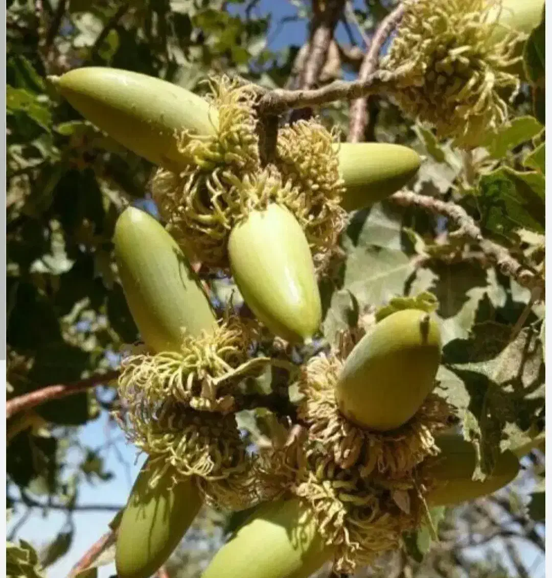 بلوط تازه یاسوج|خوردنی و آشامیدنی|چیتاب, |دیوار