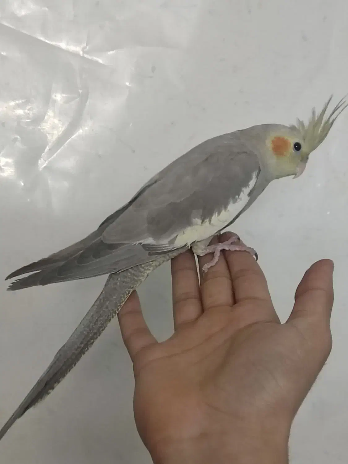 عروس هلندی آهویی|پرنده|قزوین, |دیوار