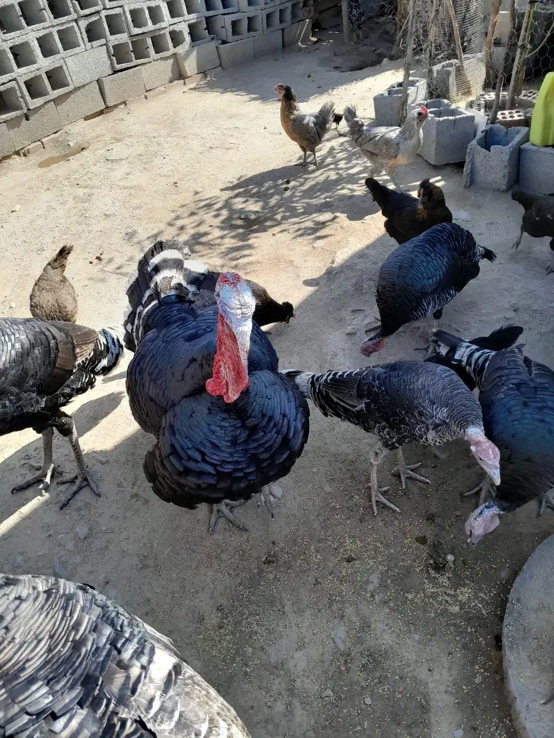 بوقلمون محلی|حیوانات مزرعه|کهنوج, |دیوار