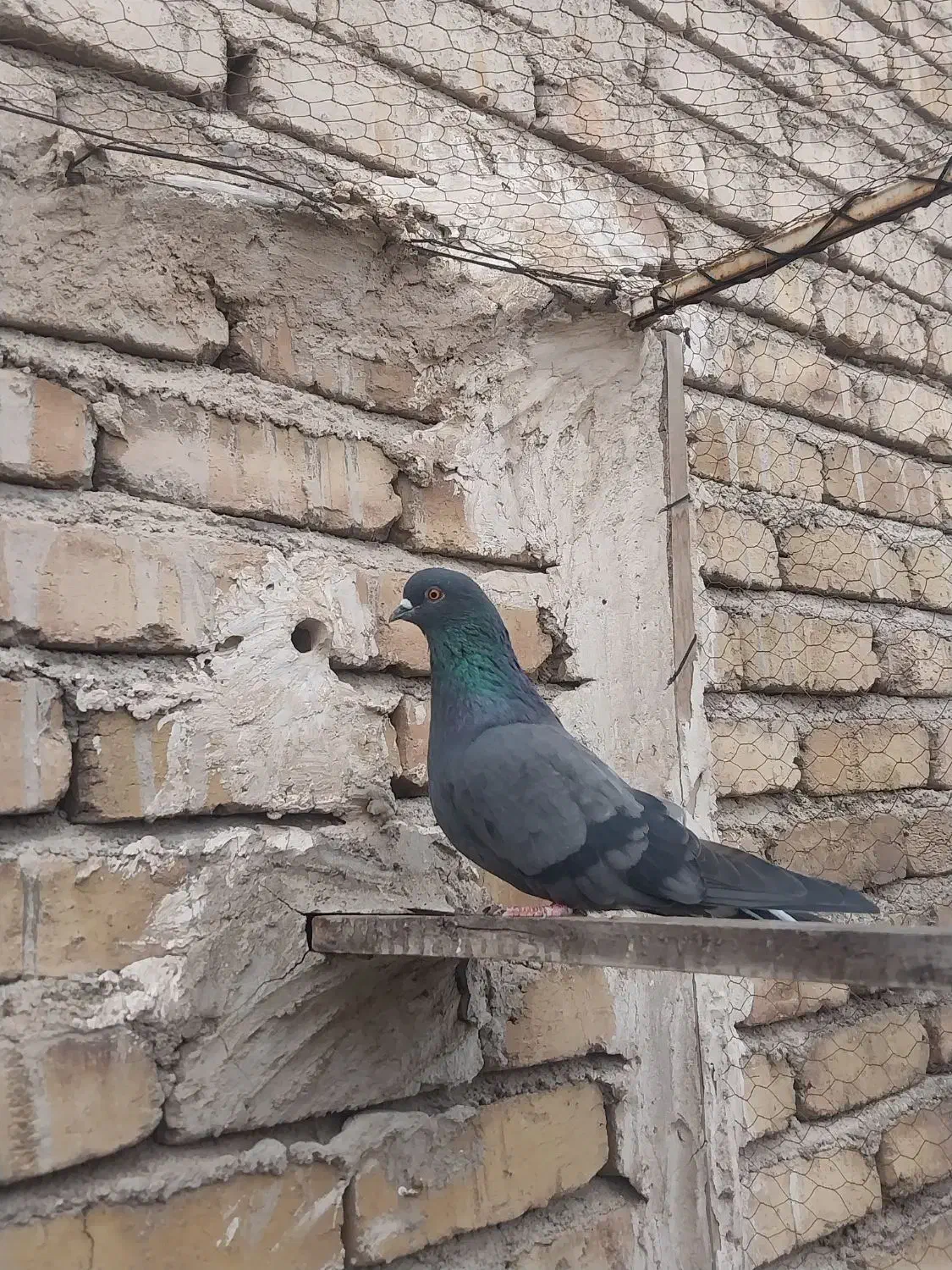 کفتر|حیوانات|مشکین‌دشت, |دیوار