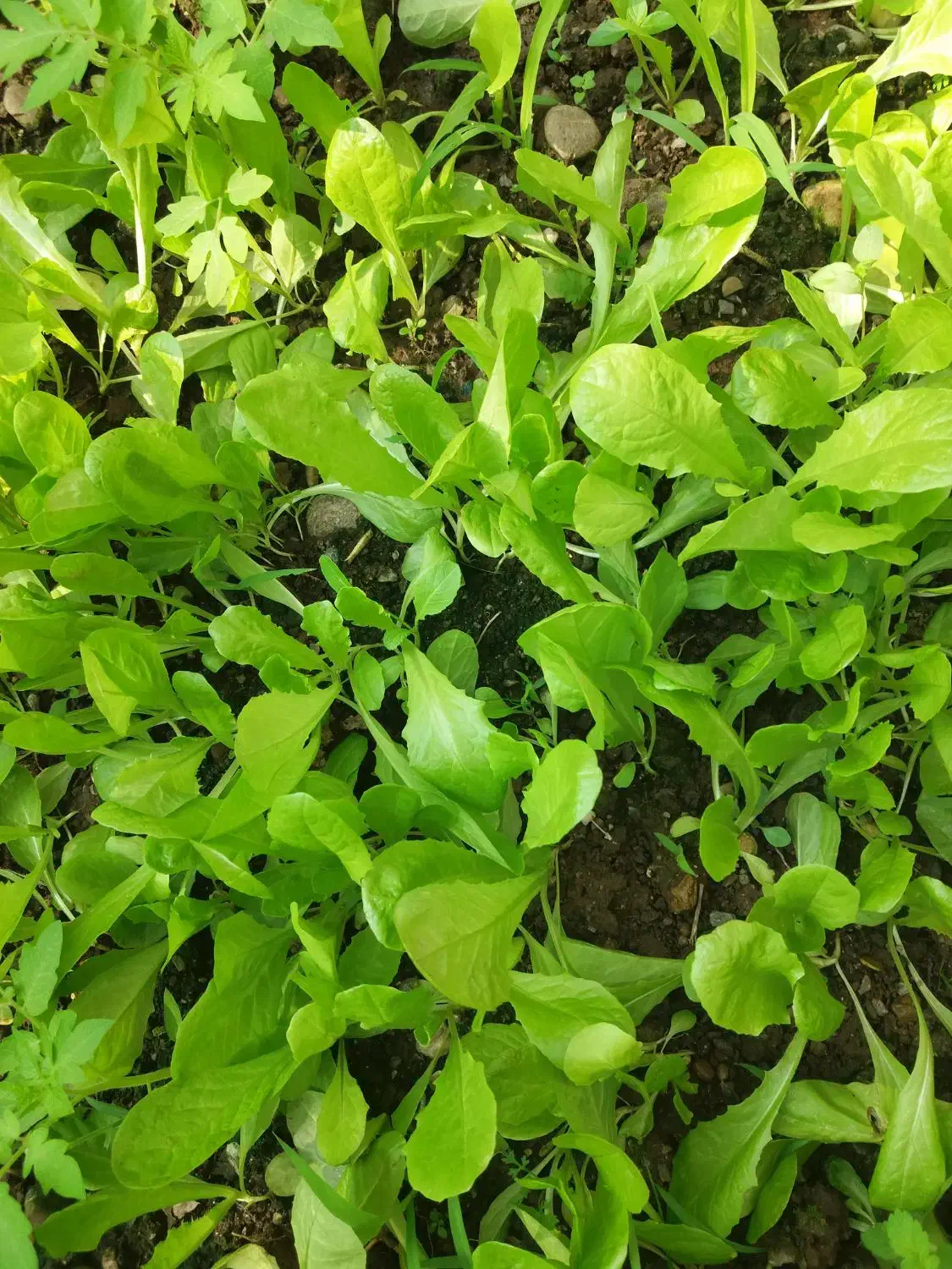 وانشاء کاهو محلی|خدمات باغبانی و درختکاری|رشت, حومه رشت|دیوار