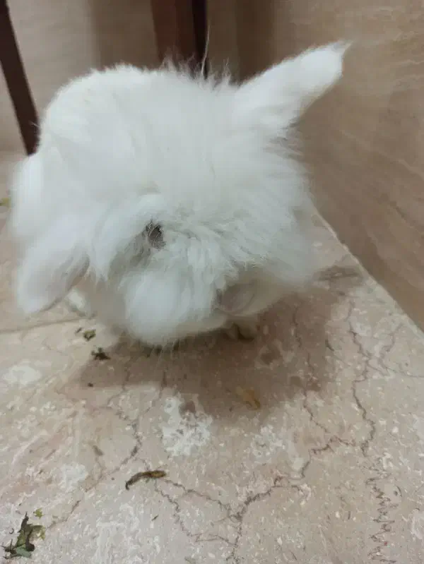 خرگوش لپ هلندی|موش و خرگوش|پاکدشت, خاتون آباد|دیوار