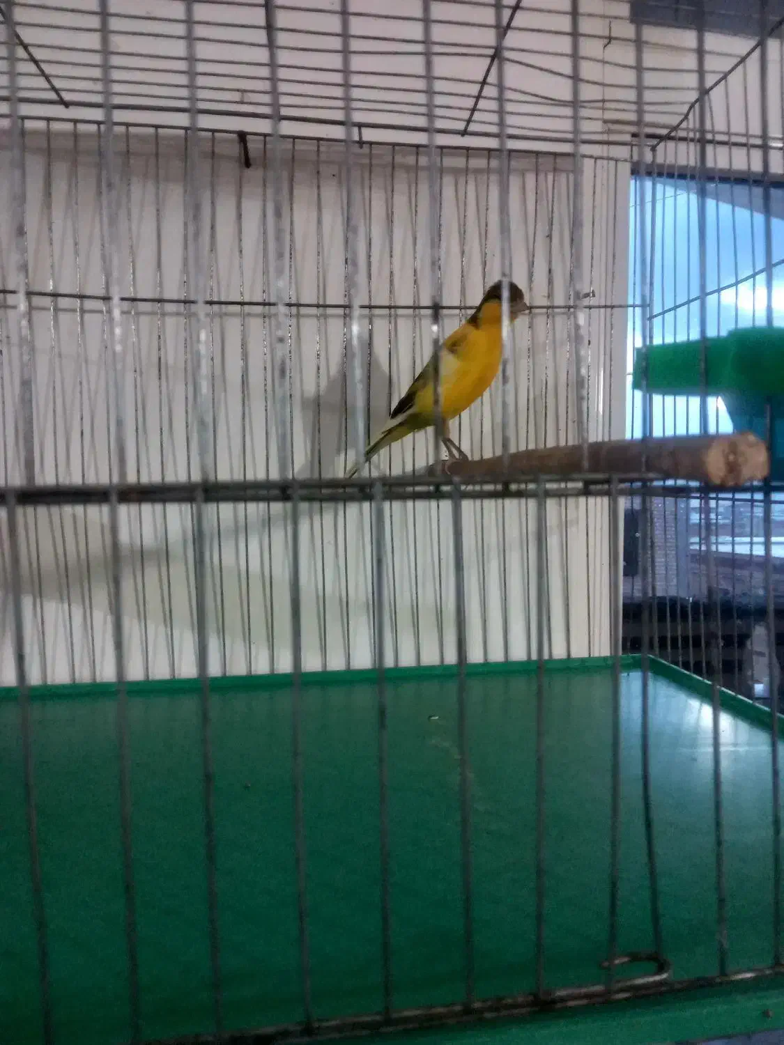 قناری نر جوان|پرنده|نهاوند, |دیوار