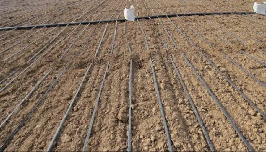 اجاره زمین کشاورزی|اجارهٔ دفتر صنعتی، کشاورزی، تجاری|جیرفت, |دیوار