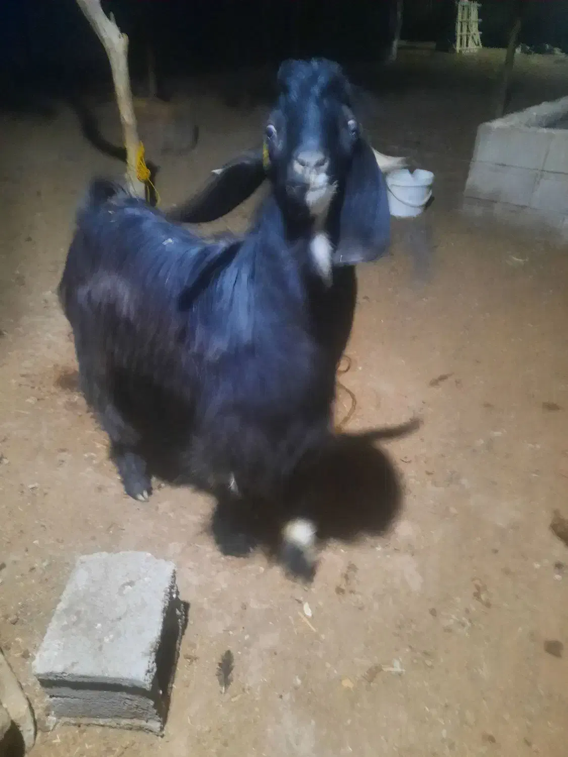 بز نر|حیوانات مزرعه|شادگان, |دیوار