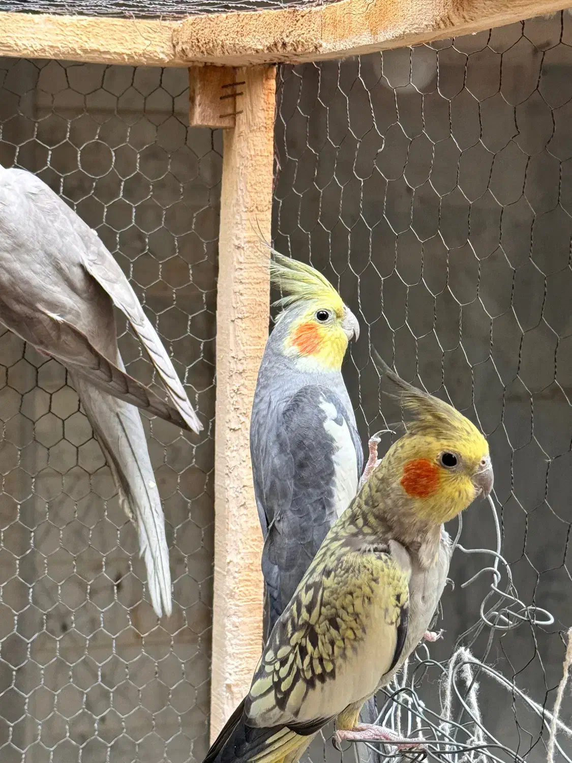 عروس هلندی|پرنده|قم, انصار‌الحسین|دیوار