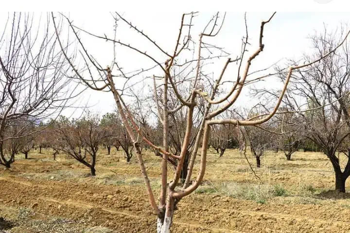 هرس درختان میوه وزینتی|خدمات باغبانی و درختکاری|شهریار, شهریار|دیوار