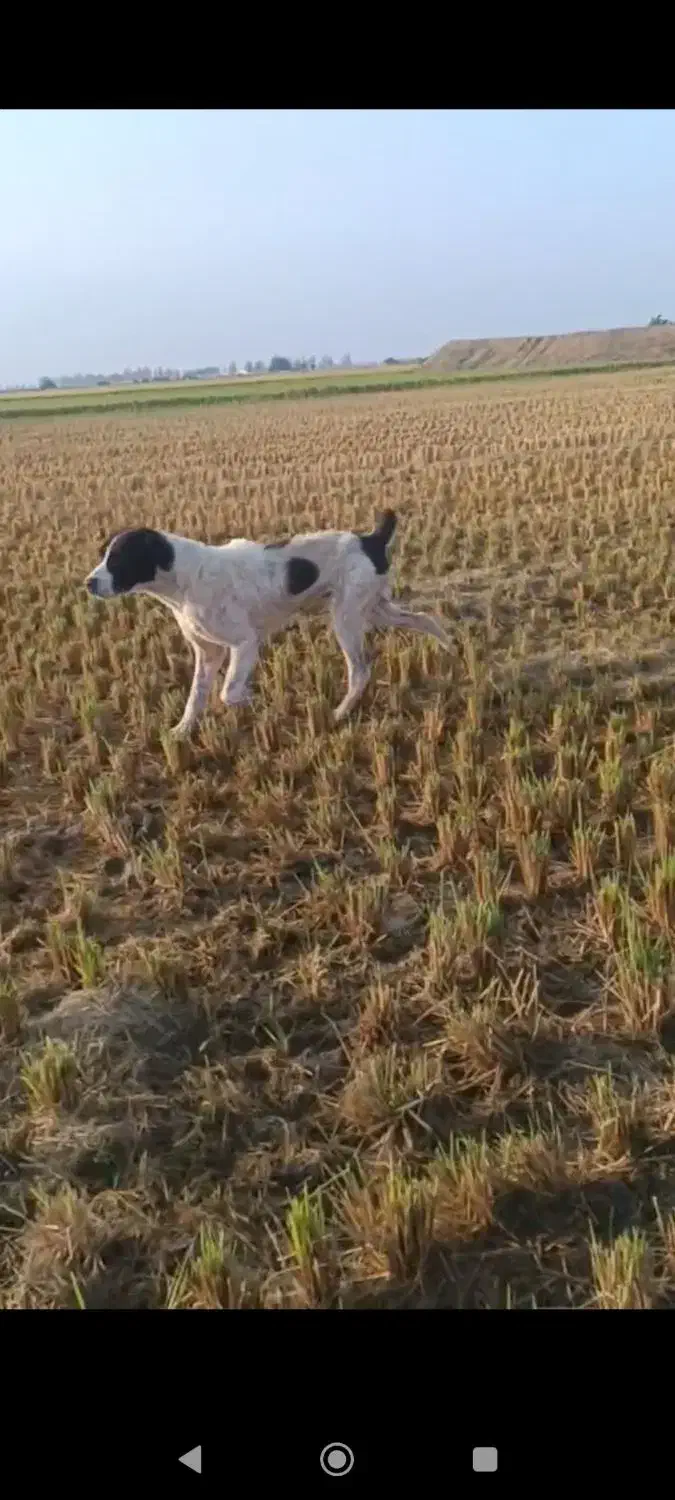 سگ آلابای|سگ|بندر ترکمن, |دیوار