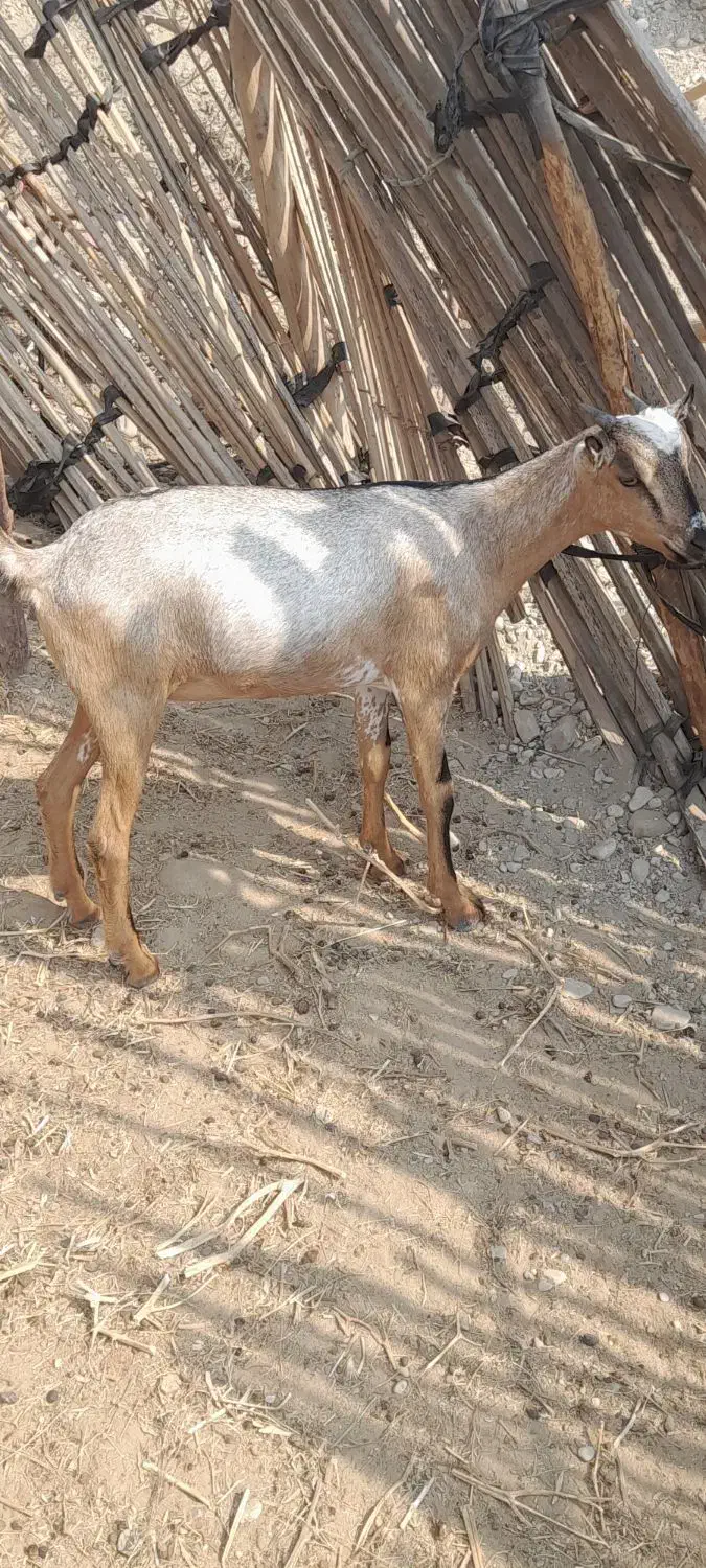 دوعددکهره ماده بایکی نر|حیوانات مزرعه|رویدر, |دیوار