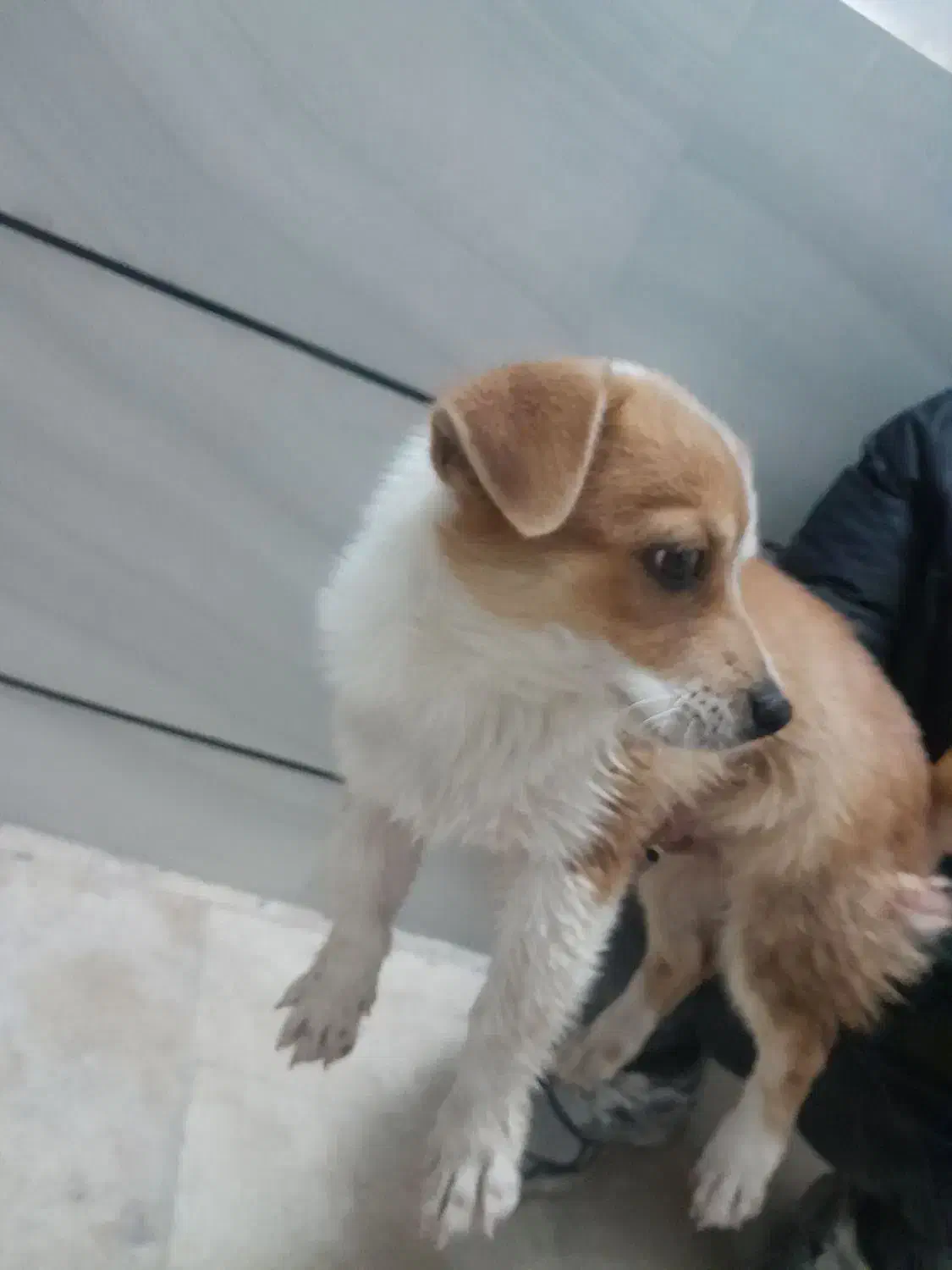 سگ پا کوتاه|سگ|قزوین, |دیوار