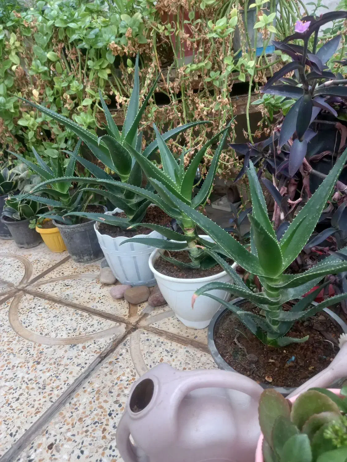 گل گندمی بادوام و زیبا|گل و گیاه طبیعی|کرج, شهرک سهرابیه|دیوار