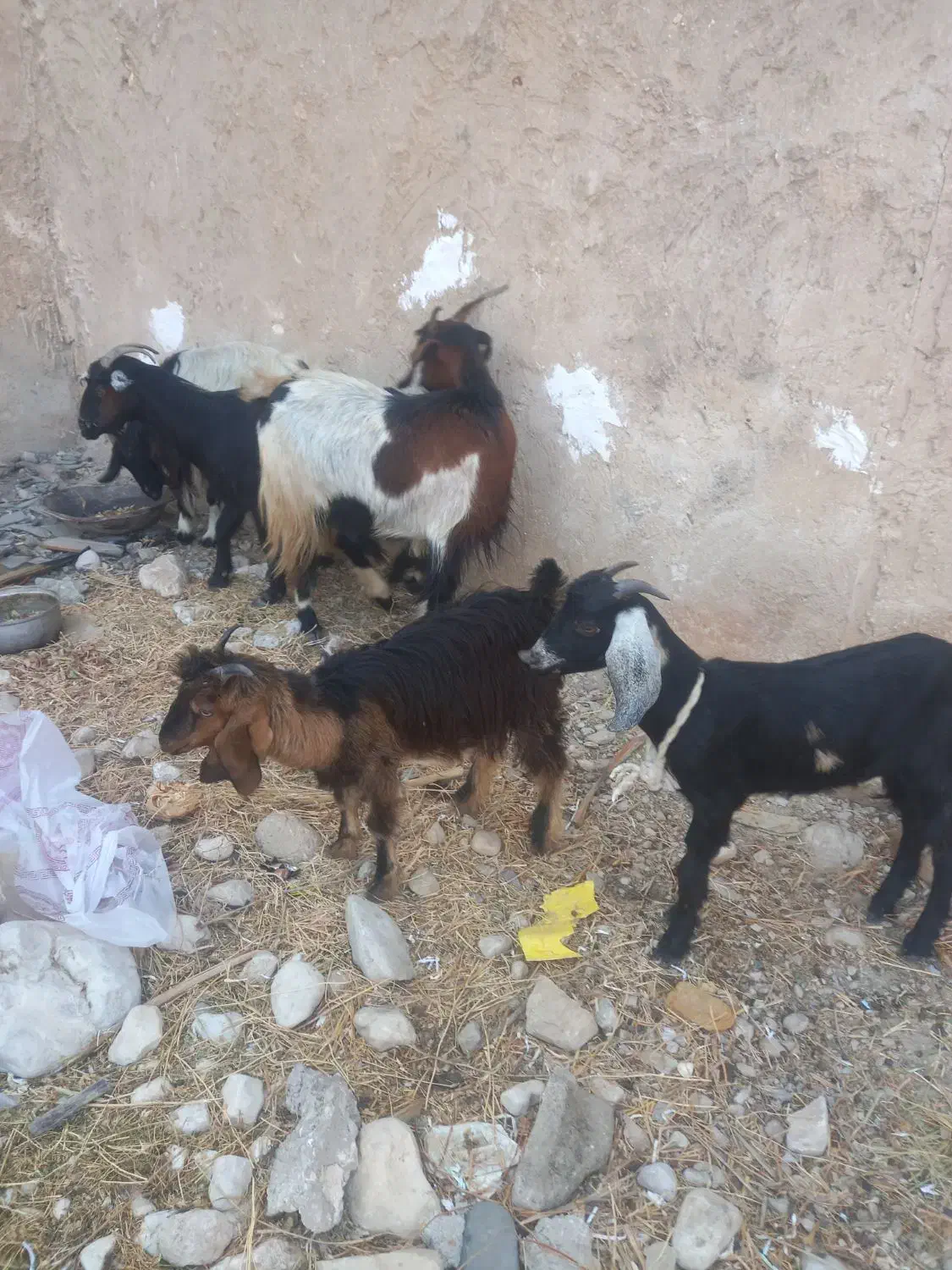 دوتا بز کهره دار و دوباره ابسن|حیوانات مزرعه|خورموج, |دیوار