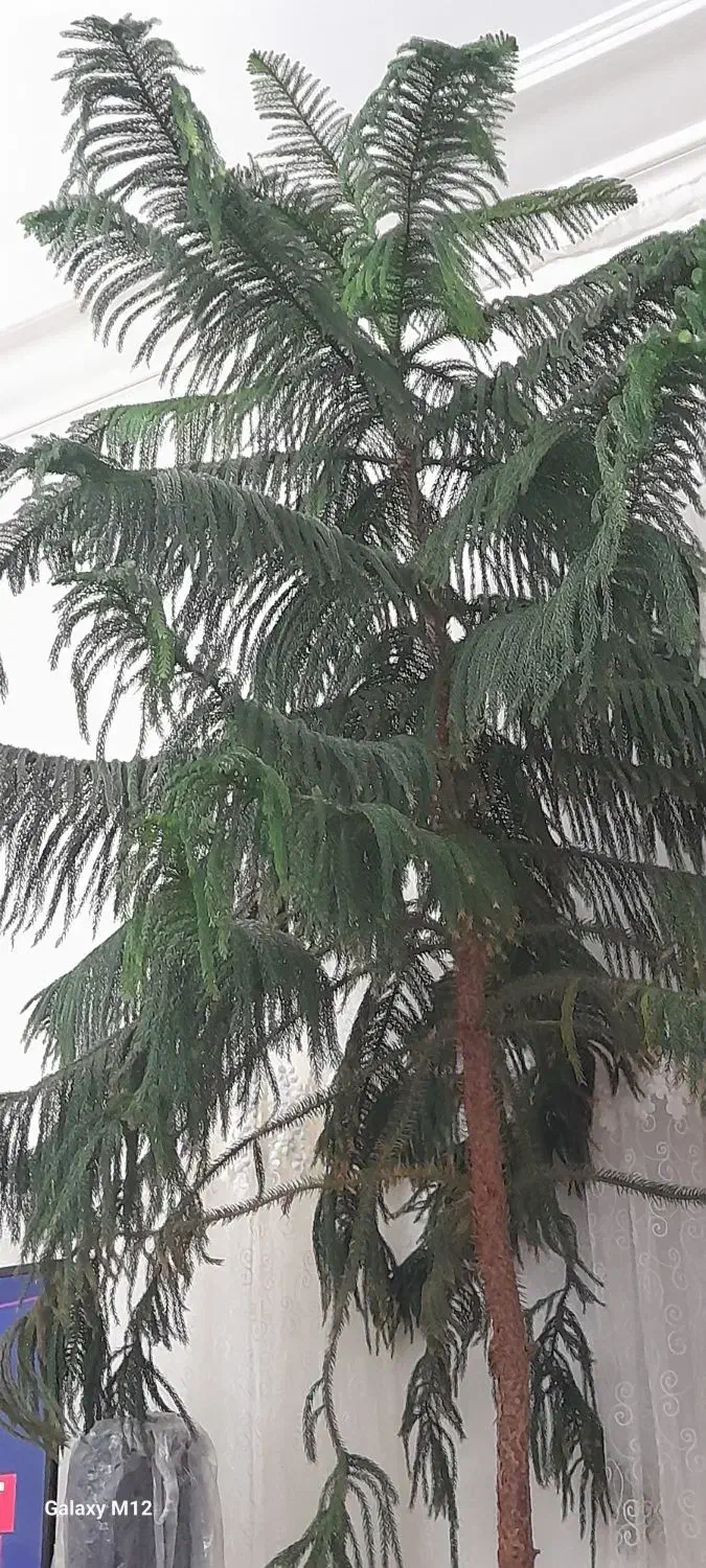 کاج متبخی|گل و گیاه طبیعی|سراب, |دیوار