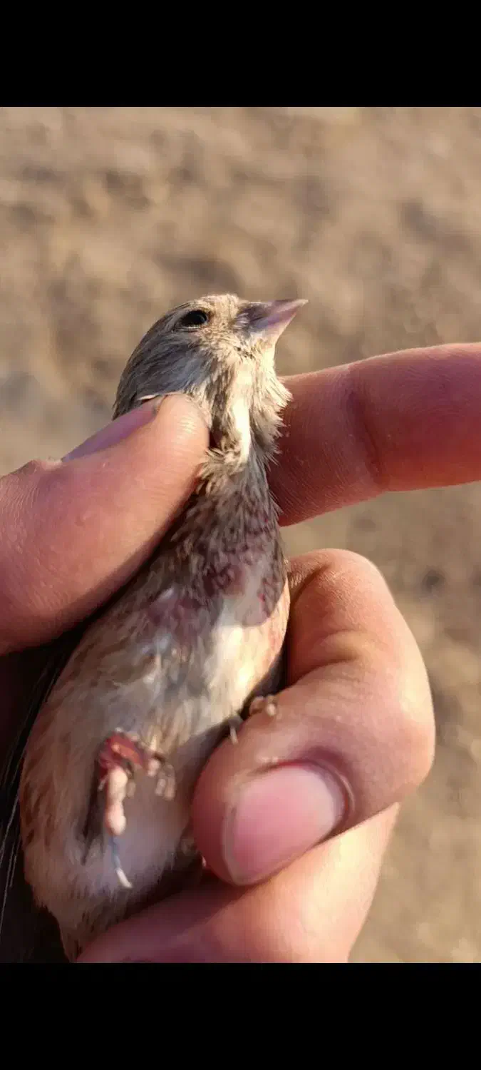 سهره|پرنده|همدان, |دیوار