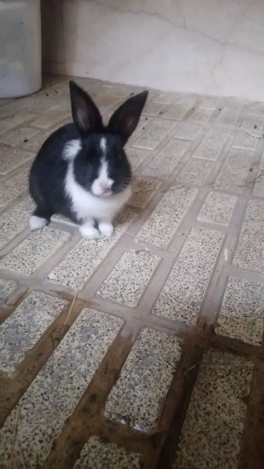 خرگوش|موش و خرگوش|پاکدشت, حصار امیر|دیوار