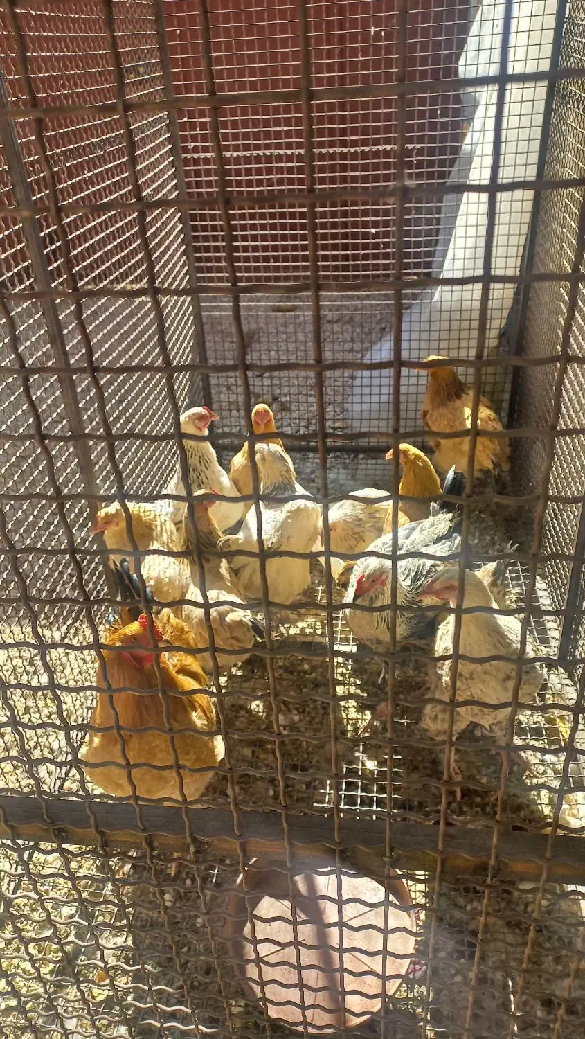 مرغ آلفا|حیوانات مزرعه|سپیدان, |دیوار