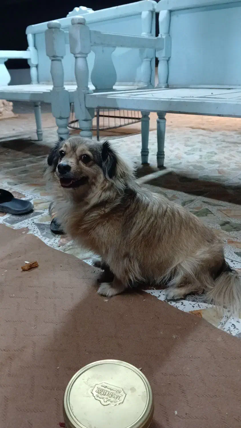 اشپیتز قهویی با ادب|سگ|اهواز, زندوکیلی|دیوار