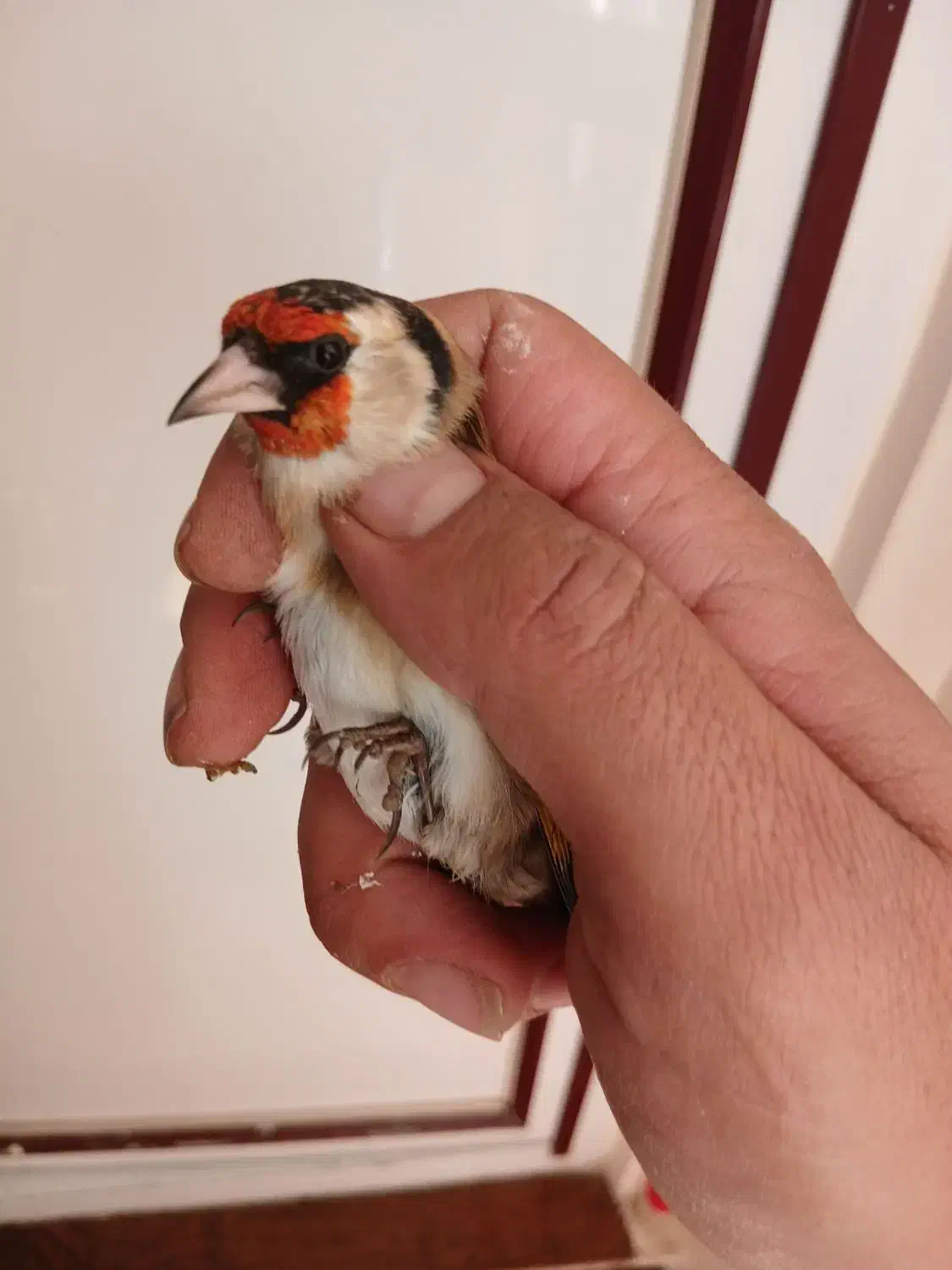 سهره طلایی|پرنده|ابهر, |دیوار