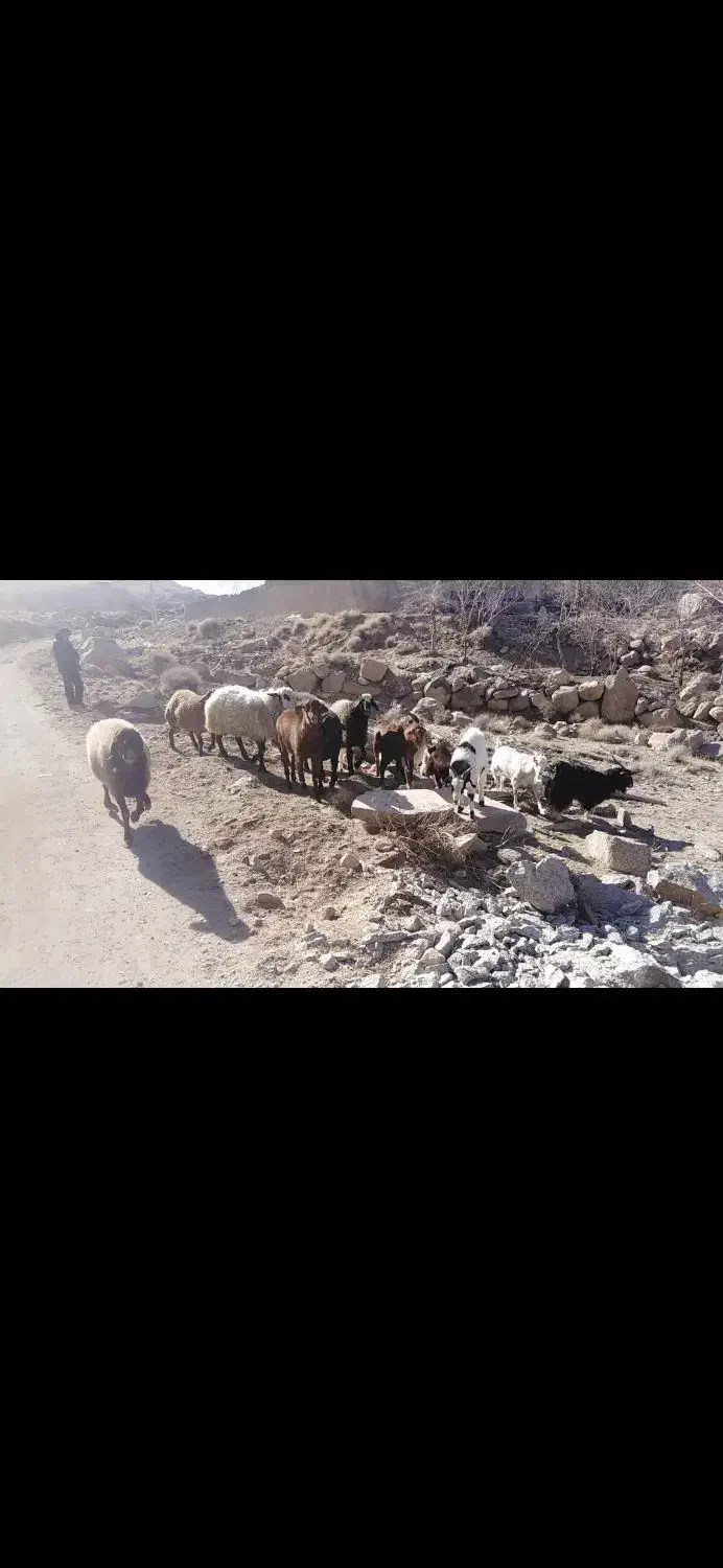 بره و کره چاق|حیوانات مزرعه|مهریز, |دیوار