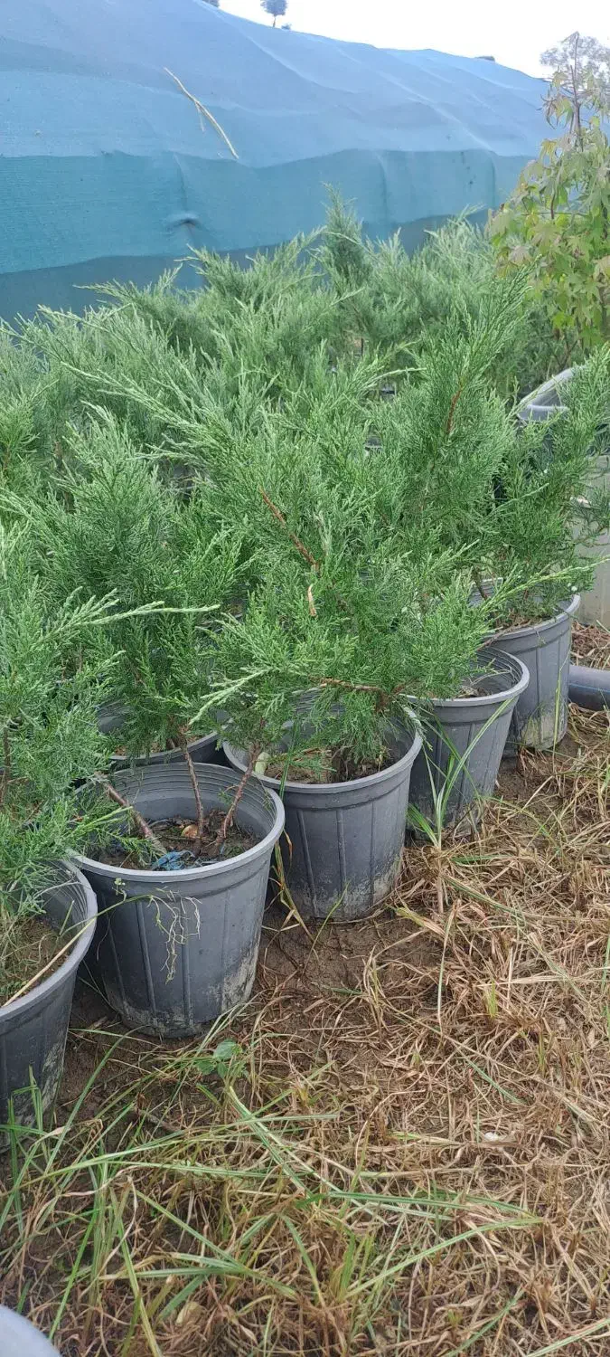 کاج رونده جونی پروس و یاس هلندی صادراتی|گل و گیاه طبیعی|تنکابن, |دیوار