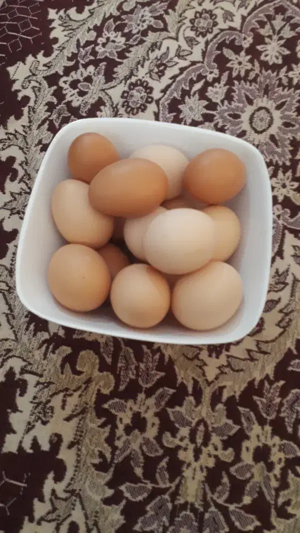 تخم‌مرغ‌محلی|خوردنی و آشامیدنی|مشهد, كنويست|دیوار