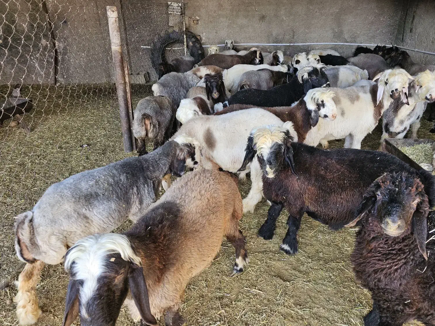 بره نر و ماده|حیوانات مزرعه|زرقان, |دیوار