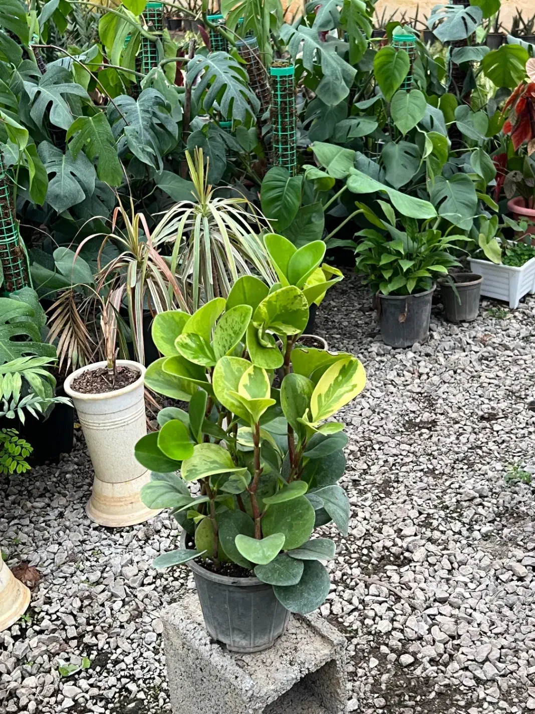 فروش فوری تمام گلهای گلخانه|گل و گیاه طبیعی|عباسآباد, |دیوار