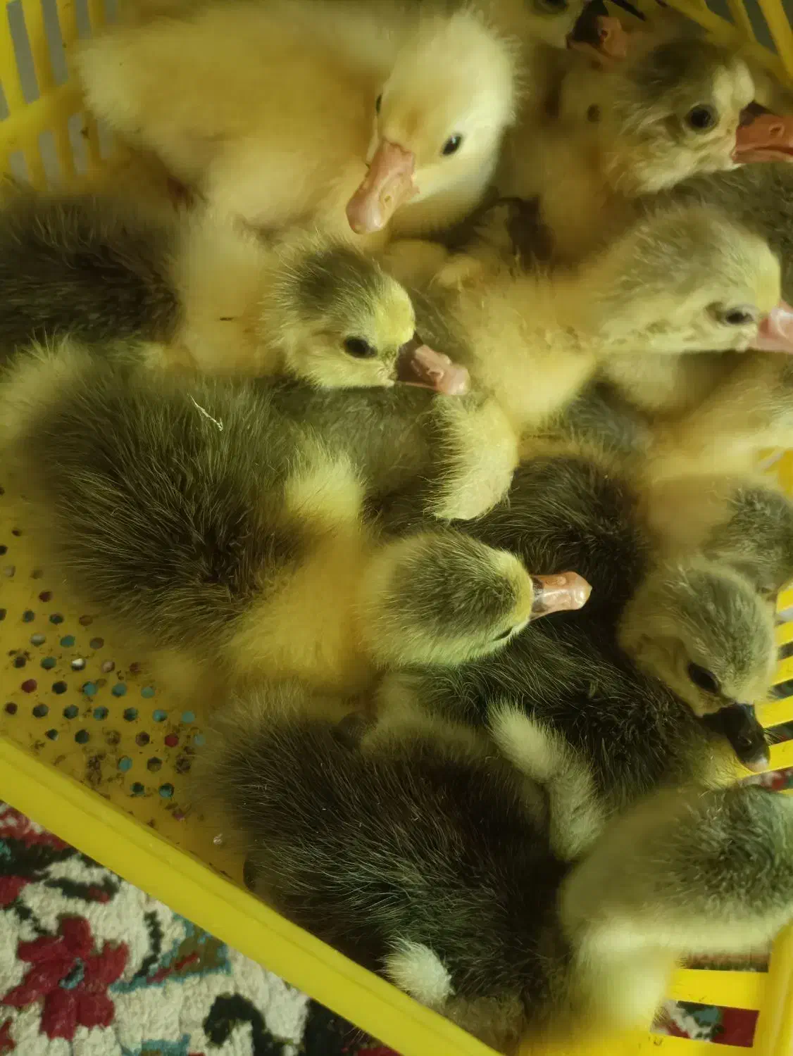 جوجه غاز یکروزه|حیوانات مزرعه|رستمکلا, |دیوار