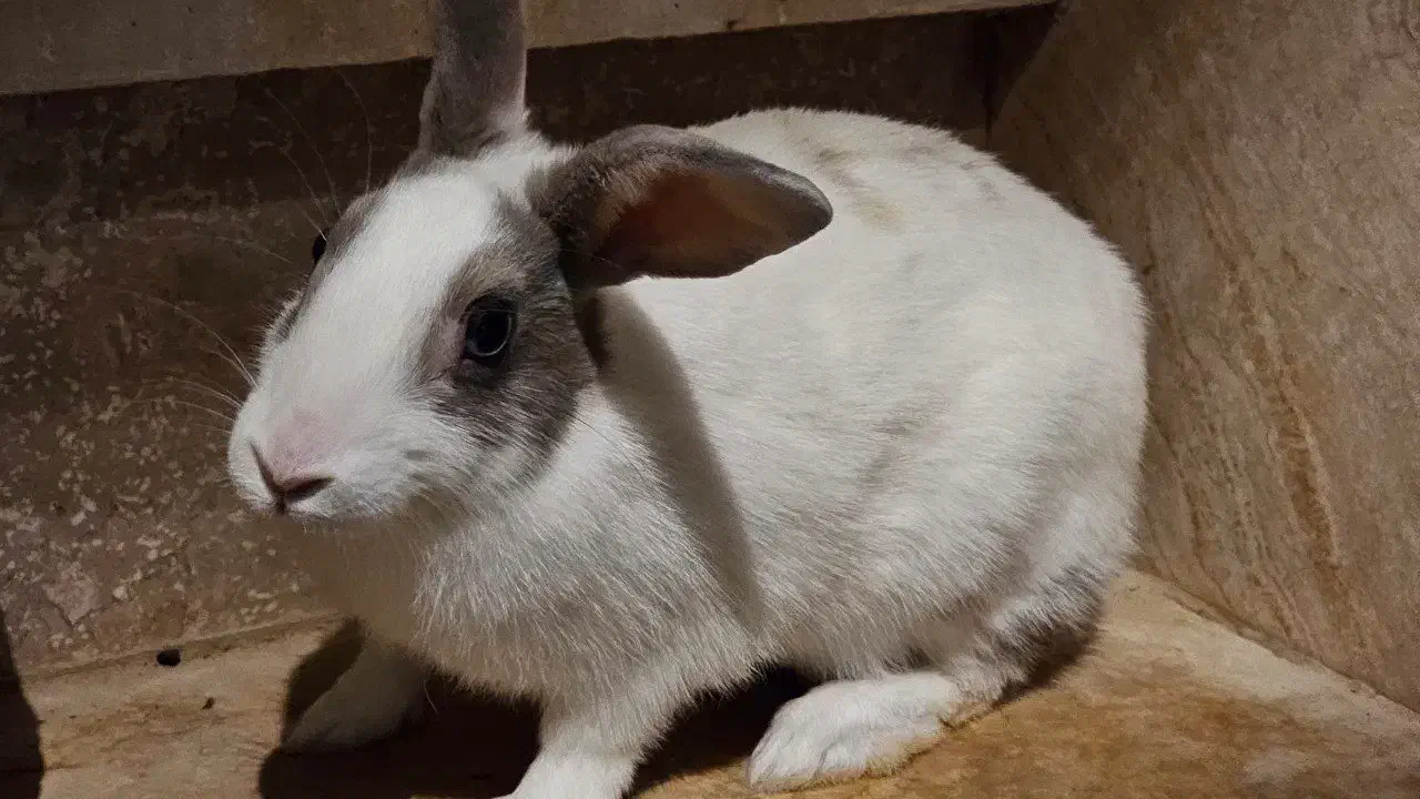 خرگوش بزرگ|موش و خرگوش|مریوان, |دیوار