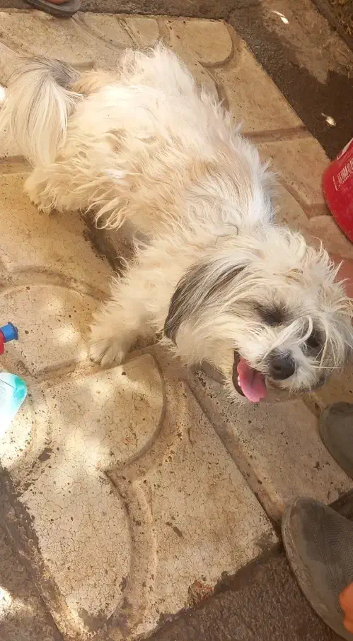 سگ پاکوتا|سگ|آذرشهر, |دیوار