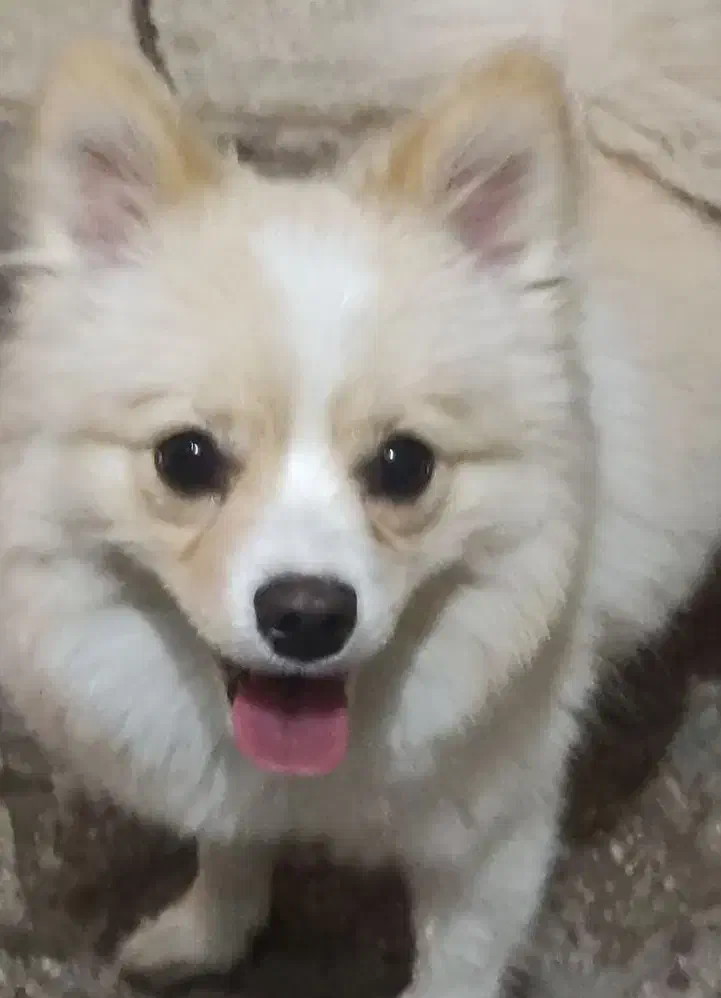 سگ پامر|سگ|پاکدشت, شهرک انقلاب|دیوار