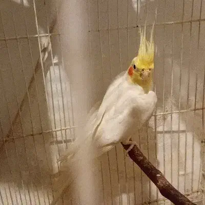 عروسهلندی نر|پرنده|مشهد, قائم|دیوار