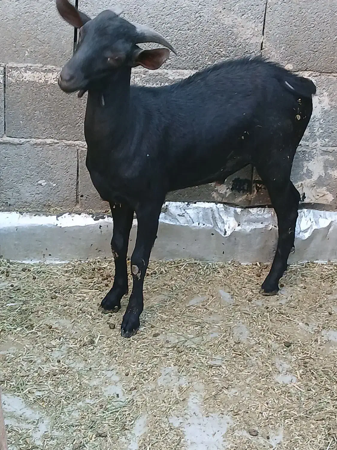 بز مورسیاه|حیوانات مزرعه|بندر ماهشهر, |دیوار