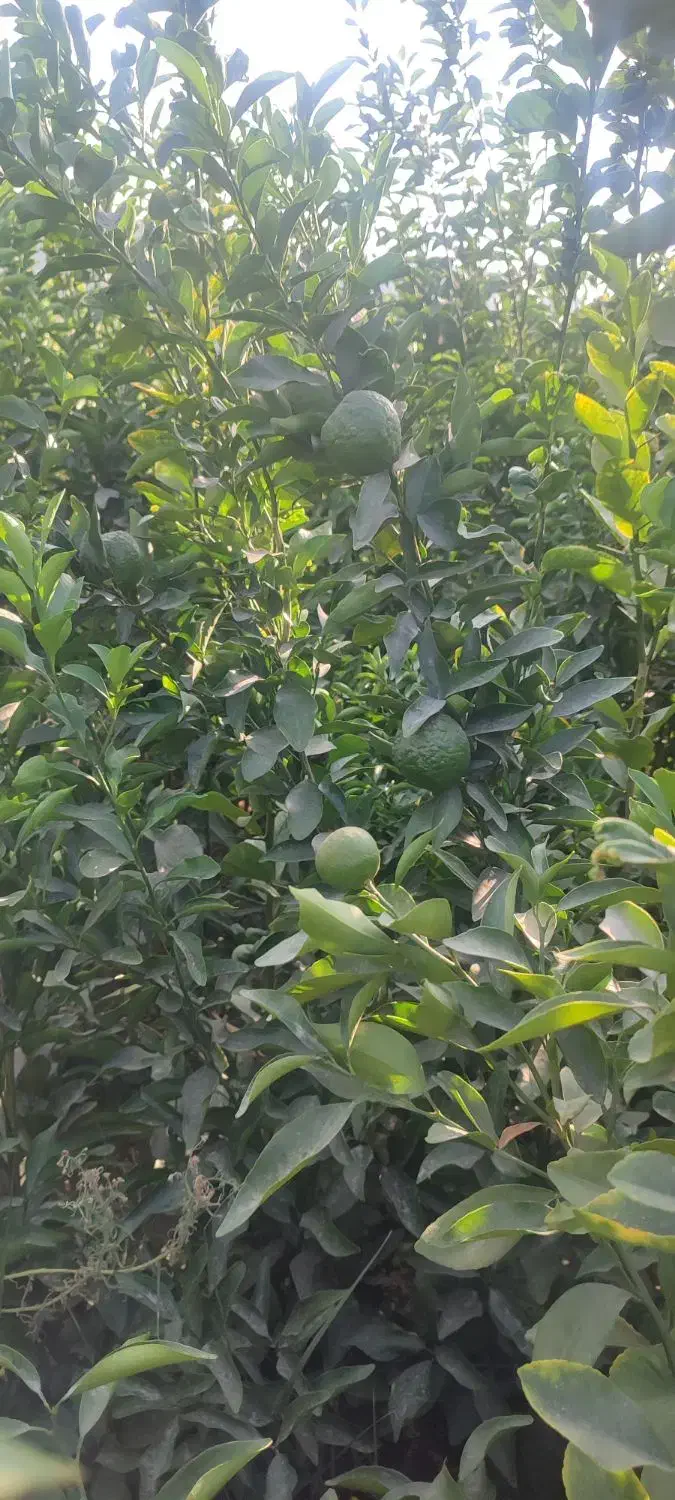 فروش انواع نهال مرکبات|خدمات باغبانی و درختکاری|عنبرآباد, |دیوار