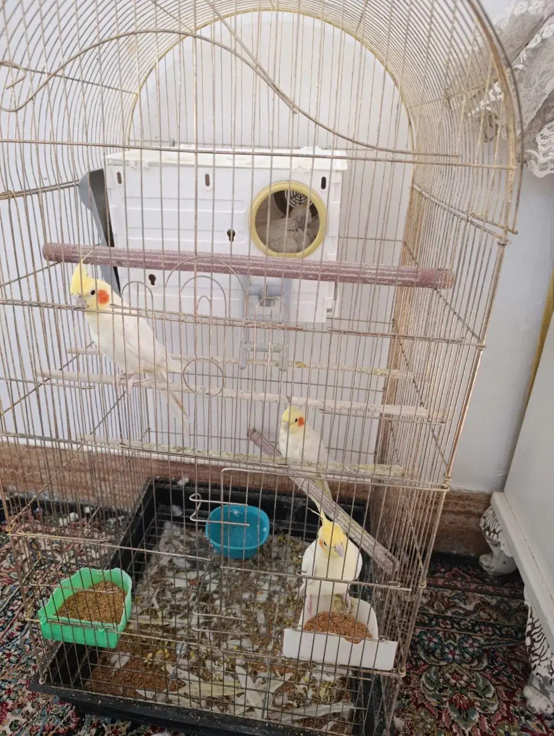 دو‌جفت عروس هلندی لوتینو|پرنده|بم, |دیوار