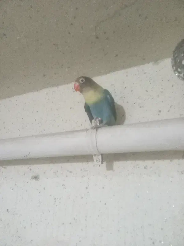 تعویض طوطی نر برزیلی باماده|پرنده|رشت, کوی جام جم|دیوار