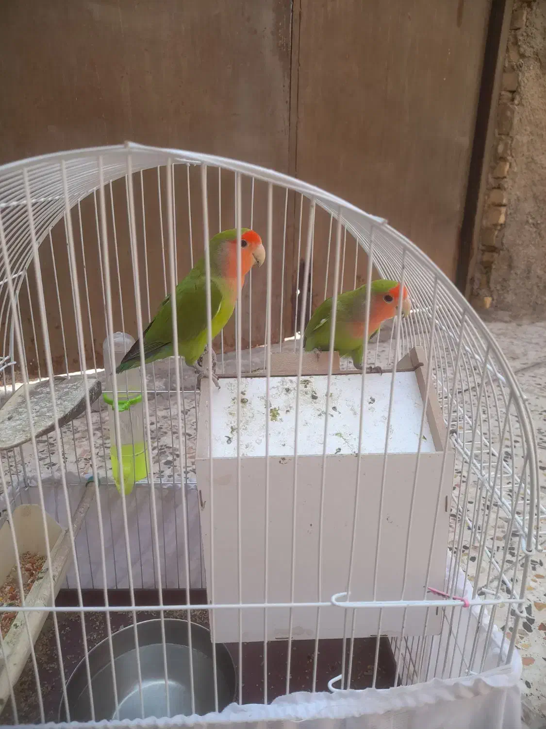 طوطی برزیلی|پرنده|اهواز, زرگان|دیوار