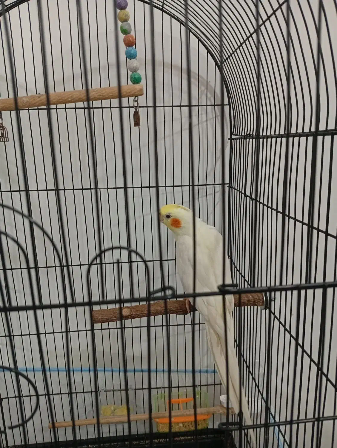 عروس هلندی نر|پرنده|بجنورد, |دیوار