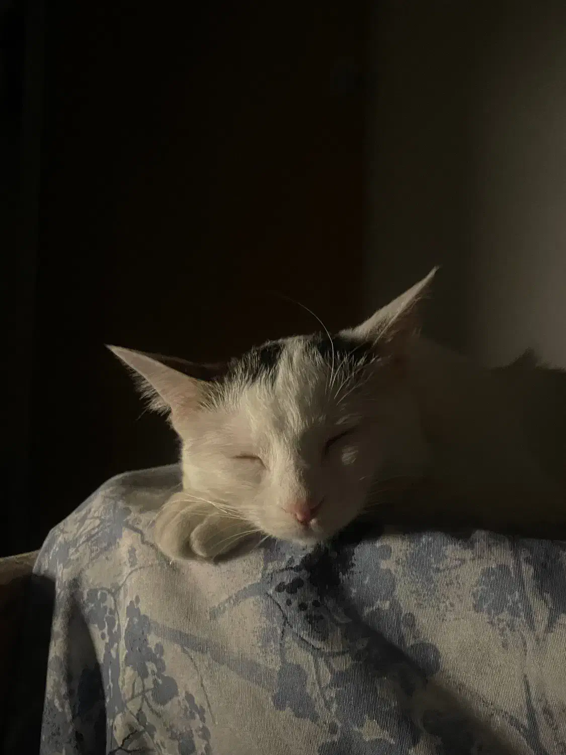 واگذاری دی اس اچ ماده|گربه|صدرا-فارس, فاز ۱|دیوار