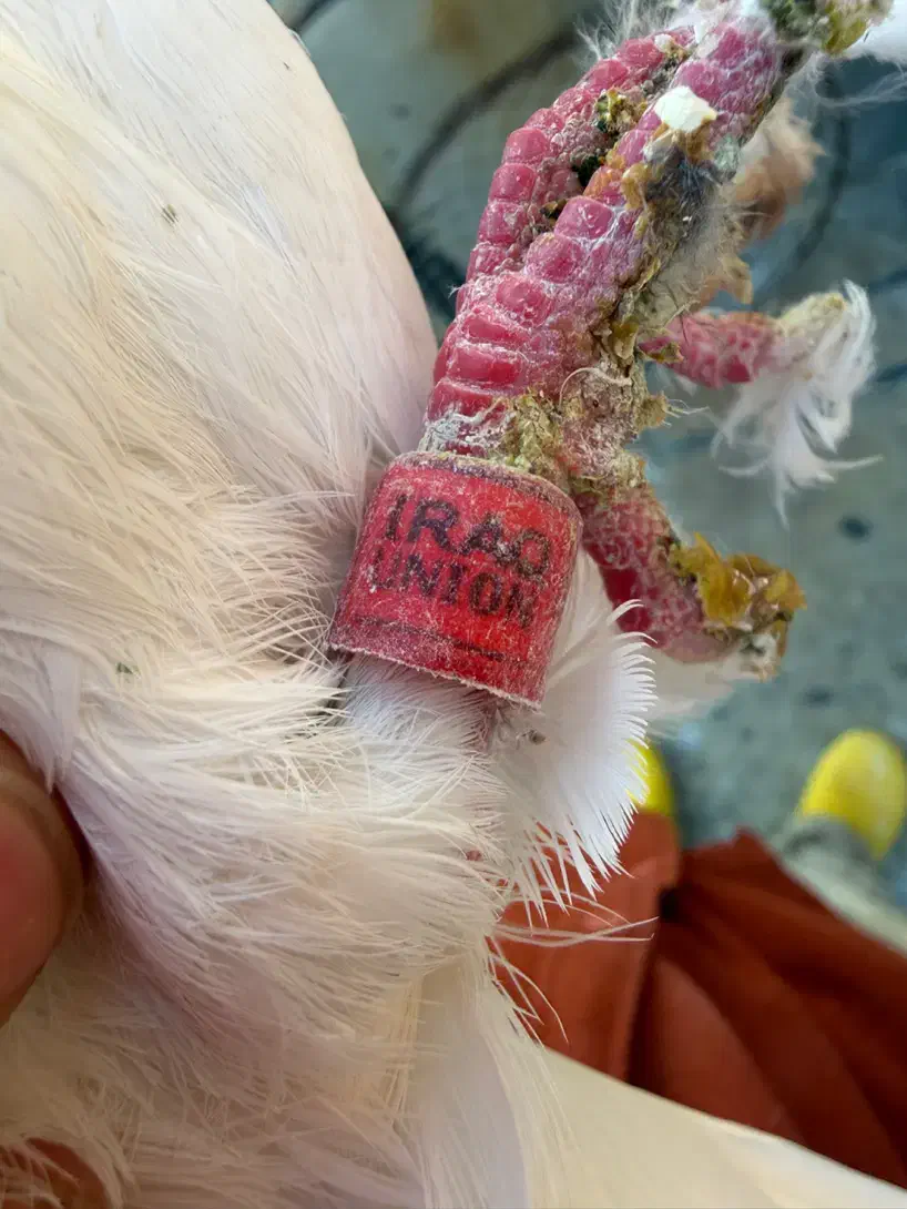 شامی مسافتی سفید|پرنده|سهند, |دیوار