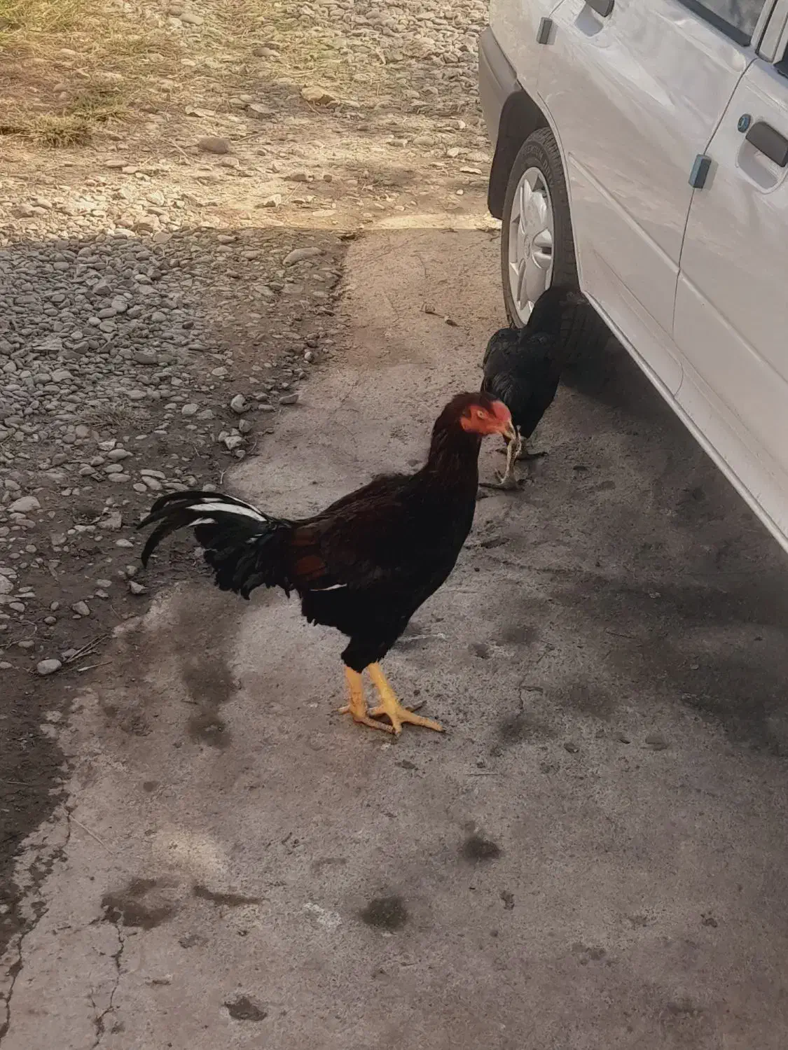 لاری لاج مهر|حیوانات مزرعه|رشت, بازار|دیوار