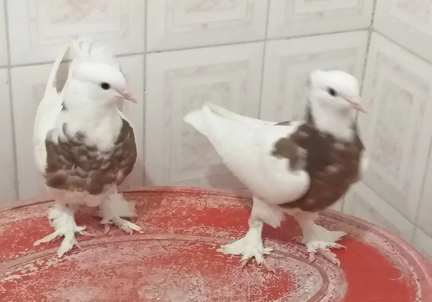 کبوتر‌طوقی مفلق|پرنده|اصفهان, مسجد مصلی|دیوار